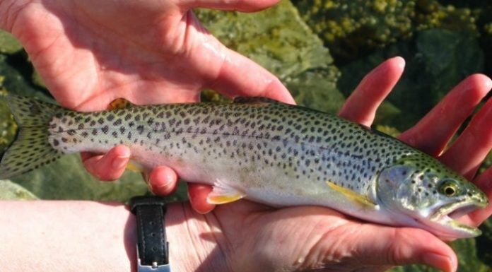Fly Fishing for Trout in the UK fly fishing for trout