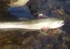 The Switch Rod and Swinging Flies for Great Lakes Steelhead switch rod