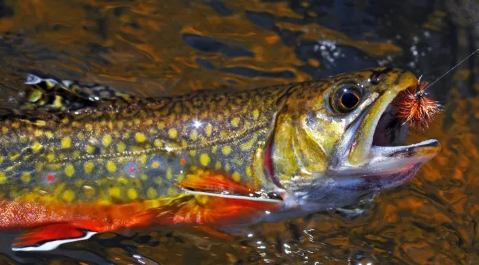 Interview with Greg Weisgerber on Bass Fly Fishing and Tying fish