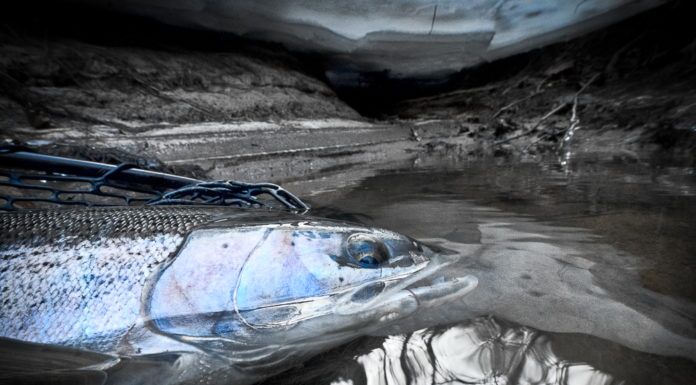 WFS 013 – Muskegon River Steelhead Fly Fishing Interview with Kevin Feenstra kevin feenstra muskegon