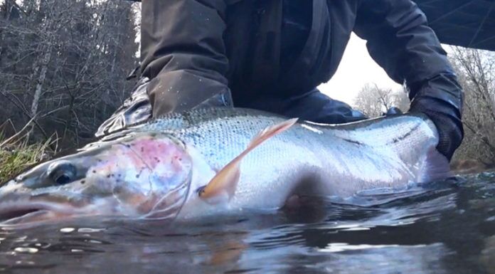 WFS 014 – Olympic Peninsula Steelhead with Jeff Layton | Fly Fishing Gear at Grab Flies.com grabflies.com