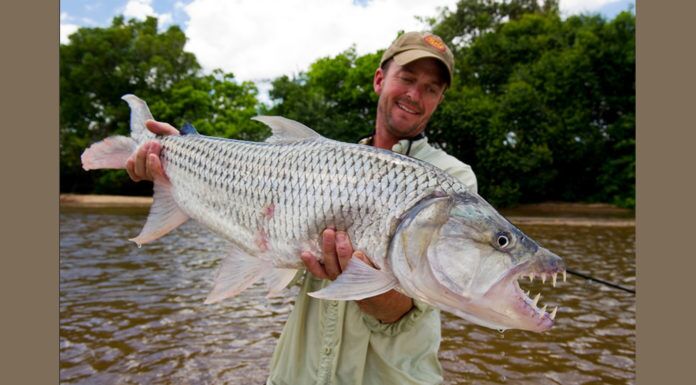 WFS 065 – 400 Species on the Fly with Jeff Currier | Fly Fishing for African Tigers, Jack Dennis jeff currier