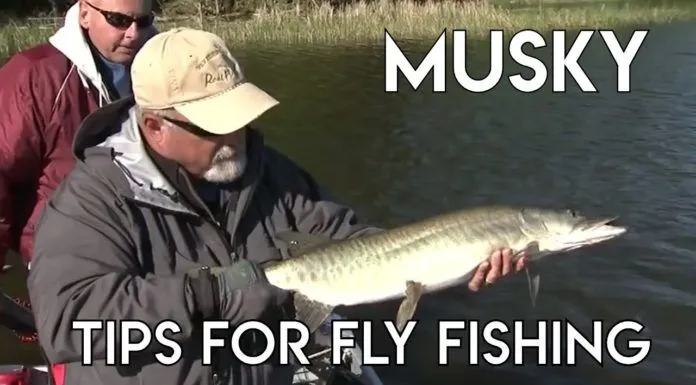 How to Catch Tiger Musky with Bill Spicer – The New Fly Fisher (WFS 093) bill spicer