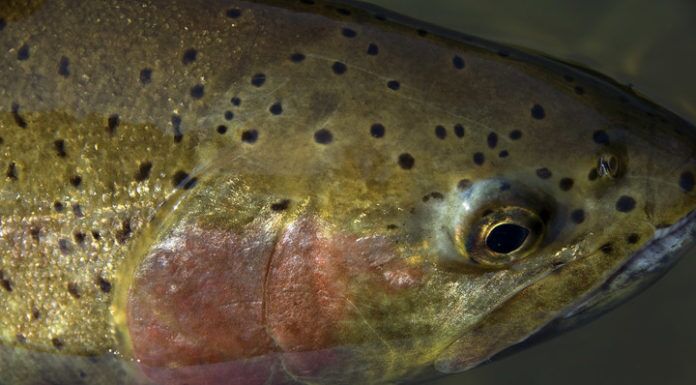 Fly Fishers Guide to Oregon with Gary Weber – Wilderness Adventures Press, NW Fly Fishing Magazine, Lahontan Cutthroat Trout, Donner and Blitzen River fly fishers guide to oregon
