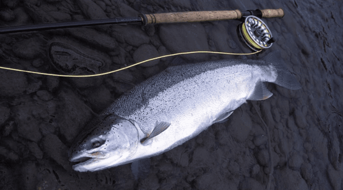Steelhead Report with John McMillan – Columbia River, Olympic Peninsula, Rainforest Steel (WFS 117) john mcmillan
