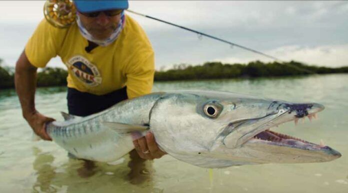 WFS 225 – Orvis Fly Fishing with Perk Perkins – Saltwater, Bass, Travel, Family perk perkins