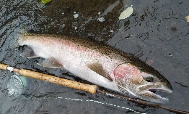 WFS 239 – Dry Line Summer Steelhead Fly Fishing with Todd Hirano summer steelhead fly