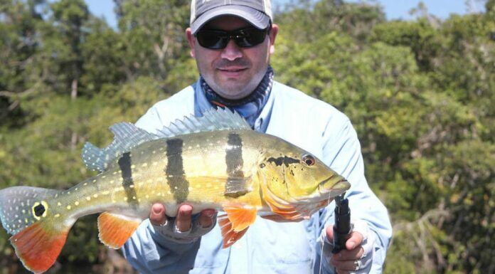 WFS 249 – Fly Fishing Ecuador with Javier Guevara – Arapaima, Galapagos Fishing fly fishing ecuador