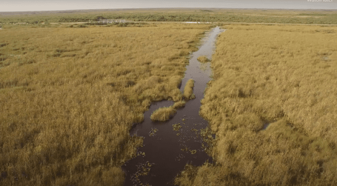 WFS 270 – The Everglades in Florida with Steve Davis from the Everglades Foundation Everglades in Florida
