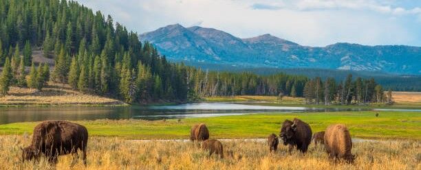 WFS 269 – A Guide to Yellowstone Fly Fishing with Bruce Staples