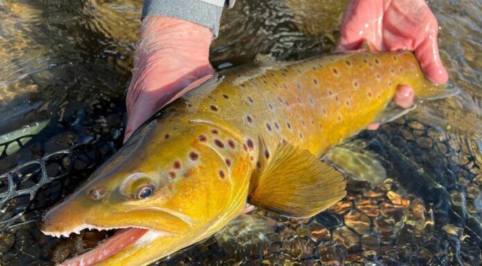 WFS 548B – Trophy Trout with Landon Mayer – Virginia Fly Fishing & Wine Festival, Fly Tying, Fitness Tips trophy trout