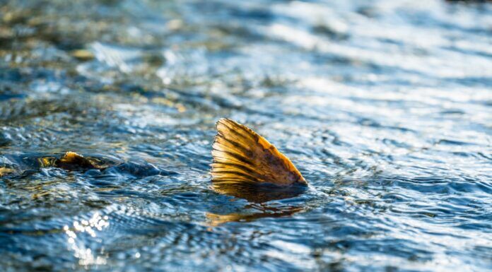 716 | Protecting Alaska’s Salmon: Insights from Tim Bristol of SalmonState salmonstate