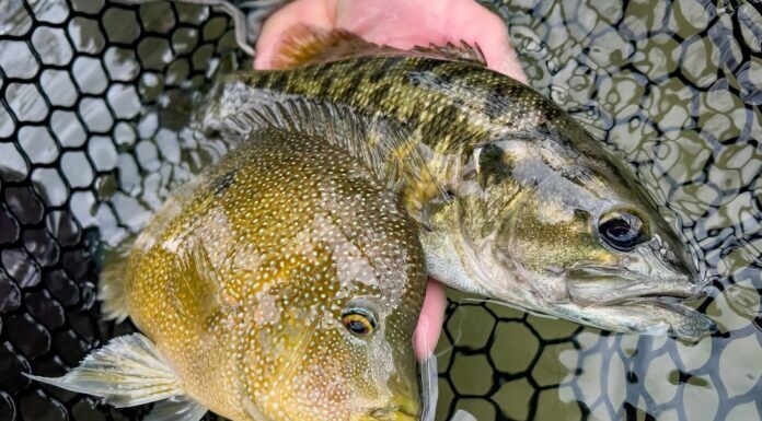 826 | Texas Hill Country Fly Fishing with Chris Johnson – Guadalupe Bass, Rio Grande Cichlids, Living Waters Fly Fishing, Fly Fish the Republic