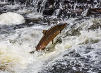 Protecting Canada’s Wild Atlantic Salmon with Charline Mccoy