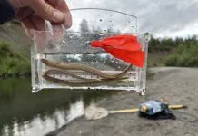 Pacific Lamprey in Alaska: Why this Ancient Fish Matters with Nate Cathcart pacific lamprey