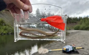 Pacific Lamprey in Alaska: Why this Ancient Fish Matters with Nate Cathcart pacific lamprey