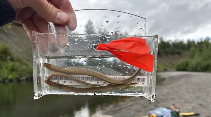 Pacific Lamprey in Alaska: Why this Ancient Fish Matters with Nate Cathcart pacific lamprey