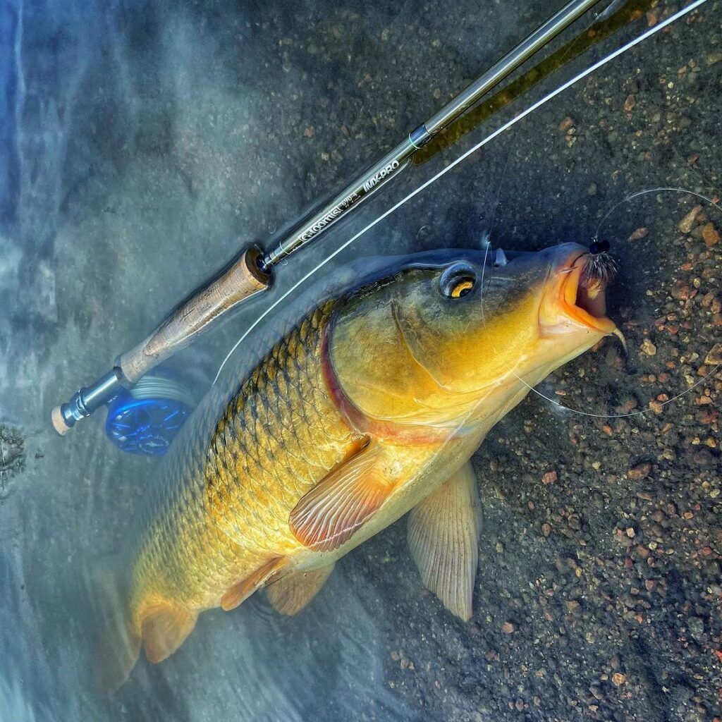 circular logo fly reel RR + Each Iconic Reel Grandparents Gift Ryugi Pierce Treble Feathered Option:Black Light