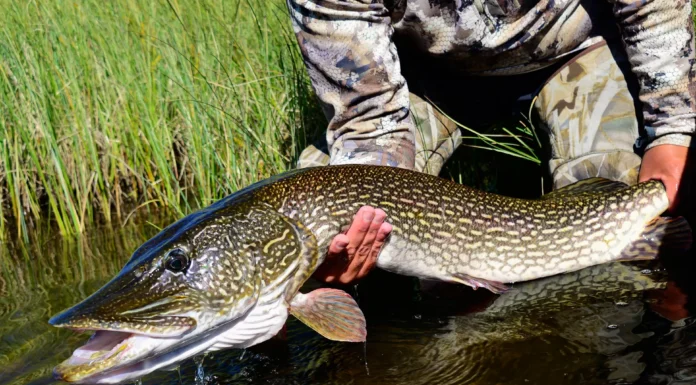 964 | Beyond the Giveaway #2: Trophy Pike and Trout Fishing at Scott Lake Lodge with Paul Plum trophy pike