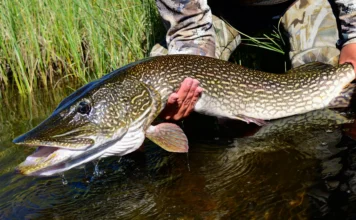 964 | Beyond the Giveaway #2: Trophy Pike and Trout Fishing at Scott Lake Lodge with Paul Plum trophy pike