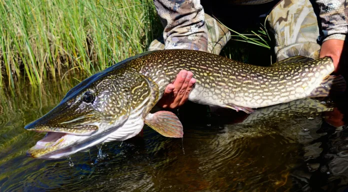 964 | Beyond the Giveaway #2: Trophy Pike and Trout Fishing at Scott Lake Lodge with Paul Plum trophy pike