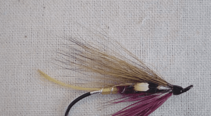 Hooking Steelhead while Fly Fishing for Trout fly fishing for trout