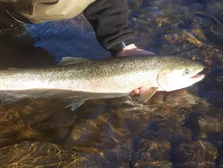 The Switch Rod and Swinging Flies for Great Lakes Steelhead switch rod