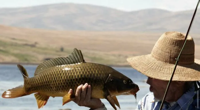 WFS 512 – Fly Fishing for Carp with Bill Marts – Schmoots Clooper, John Gierach, Banks Lake