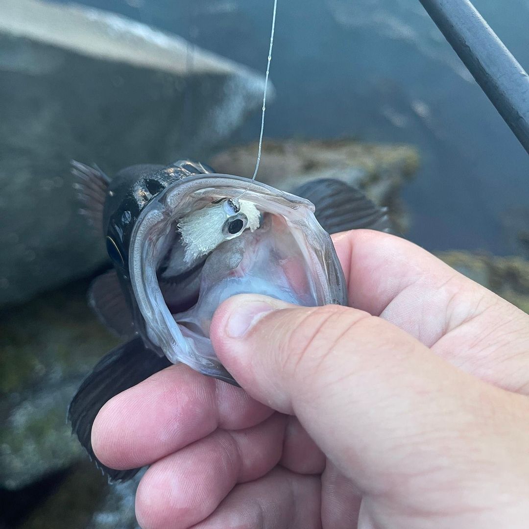 WFS 537 - Oregon Jetty Fishing with Garrett Lesko - Black Rockfish, Lingcod, InvisaSwivel - Wet Fly Swing WFS 537 - Oregon Jetty Fishing with Garrett Lesko - Black Rockfish, Lingcod, InvisaSwivel - Wet Fly Swing