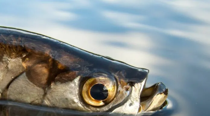 594 | Bonefish, Tarpon, and Permit Habitat Conservation with Mark Rehbein of Bonefish & Tarpon Trust Bonefish & Tarpon Trust