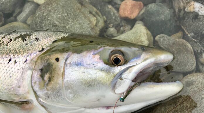 827 | Tube Flies and the Riffle Hitch for Atlantic Salmon with Jesper Forhmann of Fishmadman