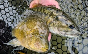 826 | Texas Hill Country Fly Fishing with Chris Johnson – Guadalupe Bass, Rio Grande Cichlids, Living Waters Fly Fishing, Fly Fish the Republic