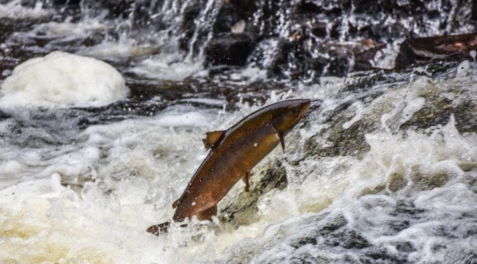 Protecting Canada’s Wild Atlantic Salmon with Charline Mccoy