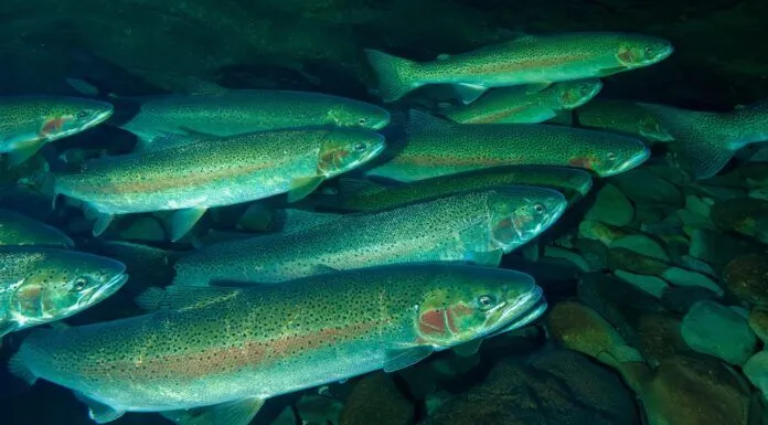 844 | Saving Wild Steelhead with Nick Chambers of The Conservation Angler wild steelhead