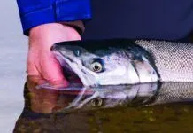 889 | Bristol Bay Salmon Management with Tim Sands of the Alaska Department of Fish and Game bristol bay salmon