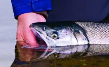 889 | Bristol Bay Salmon Management with Tim Sands of the Alaska Department of Fish and Game bristol bay salmon