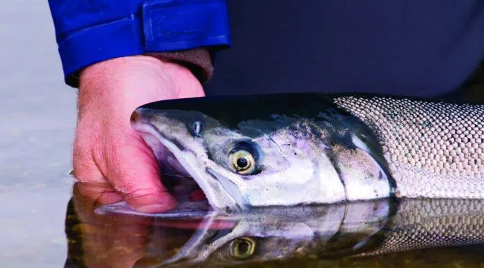 889 | Bristol Bay Salmon Management with Tim Sands of the Alaska Department of Fish and Game bristol bay salmon