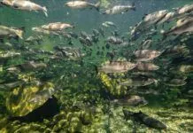 923 | Susitna River Coalition’s Margaret Stern on Alaska Salmon, Free-Flowing Rivers, and Dam Threats