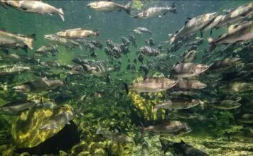 923 | Susitna River Coalition’s Margaret Stern on Alaska Salmon, Free-Flowing Rivers, and Dam Threats