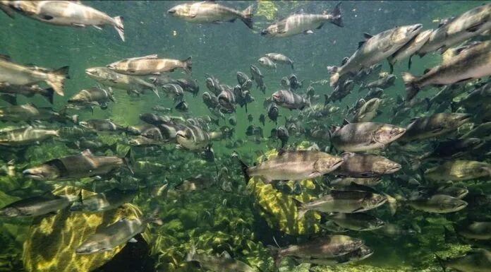 923 | Susitna River Coalition’s Margaret Stern on Alaska Salmon, Free-Flowing Rivers, and Dam Threats