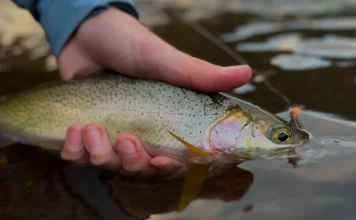 937 | Puget Sound Cutthroat Fishing with Blake Merwin from Gig Harbor Fly Shop puget sound cutthroat trout