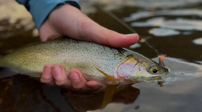 937 | Puget Sound Cutthroat Fishing with Blake Merwin from Gig Harbor Fly Shop puget sound cutthroat trout