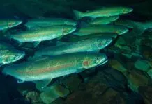 844 | Saving Wild Steelhead with Nick Chambers of The Conservation Angler wild steelhead