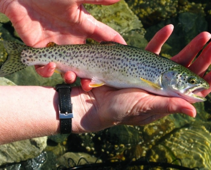 fly fishing for trout