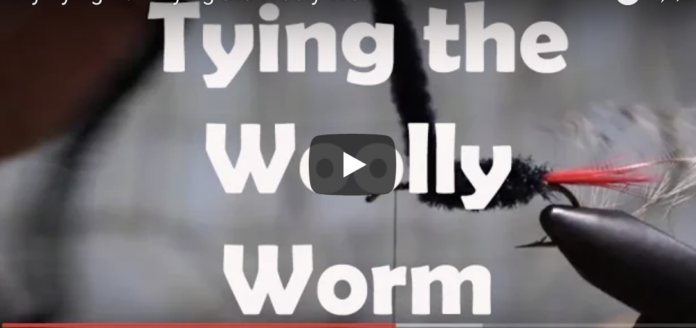 woolly worm