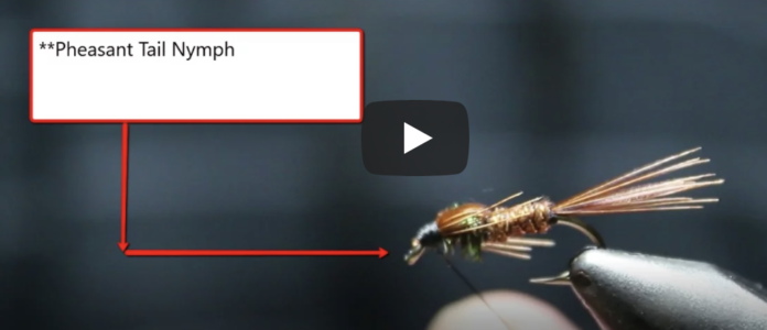 pheasant tail