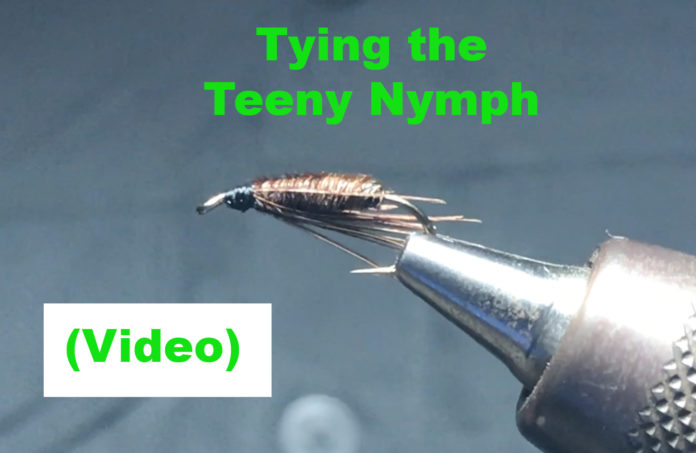 teeny nymph