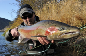 summer steelhead
