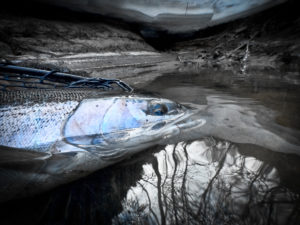 kevin feenstra muskegon