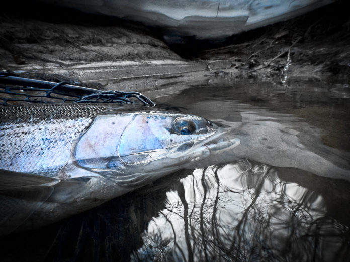 kevin feenstra muskegon